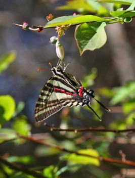 Zebra Swallowtail - Spring form